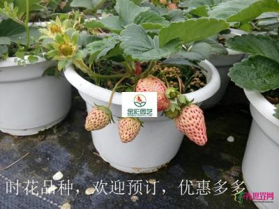 草莓