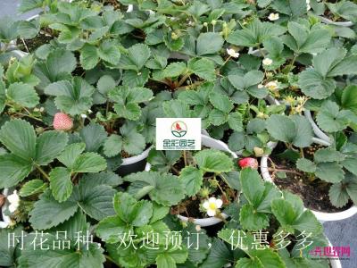 草莓